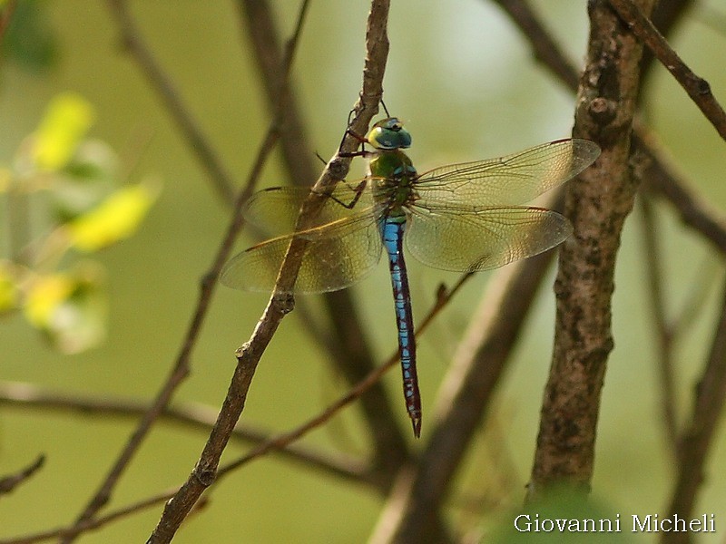 Anax imperator